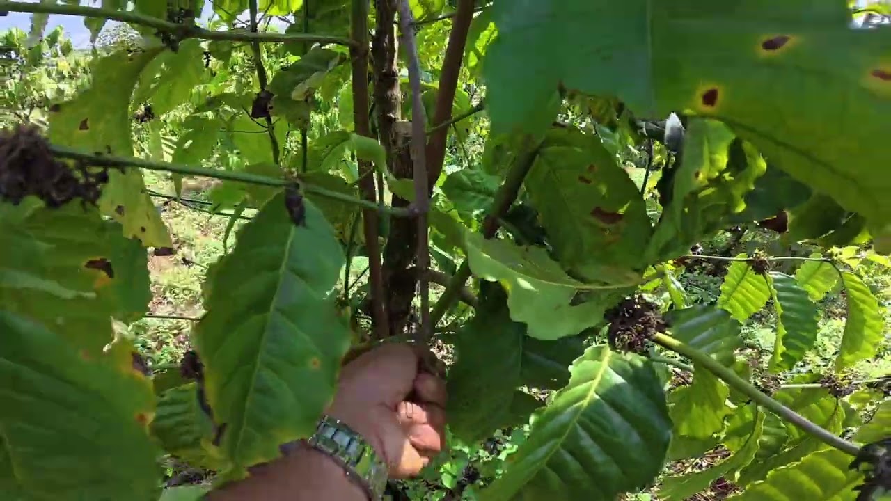 CÀ PHÊ ĐÃ ĐẬU HOA ĐẬU TRÁI I LÀM GIÀU TỪ NÔNG NGHIỆP