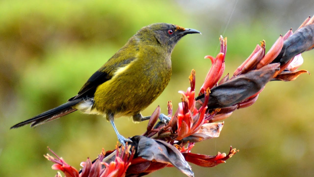 Returning the birdsong to Aorangi Forest Park