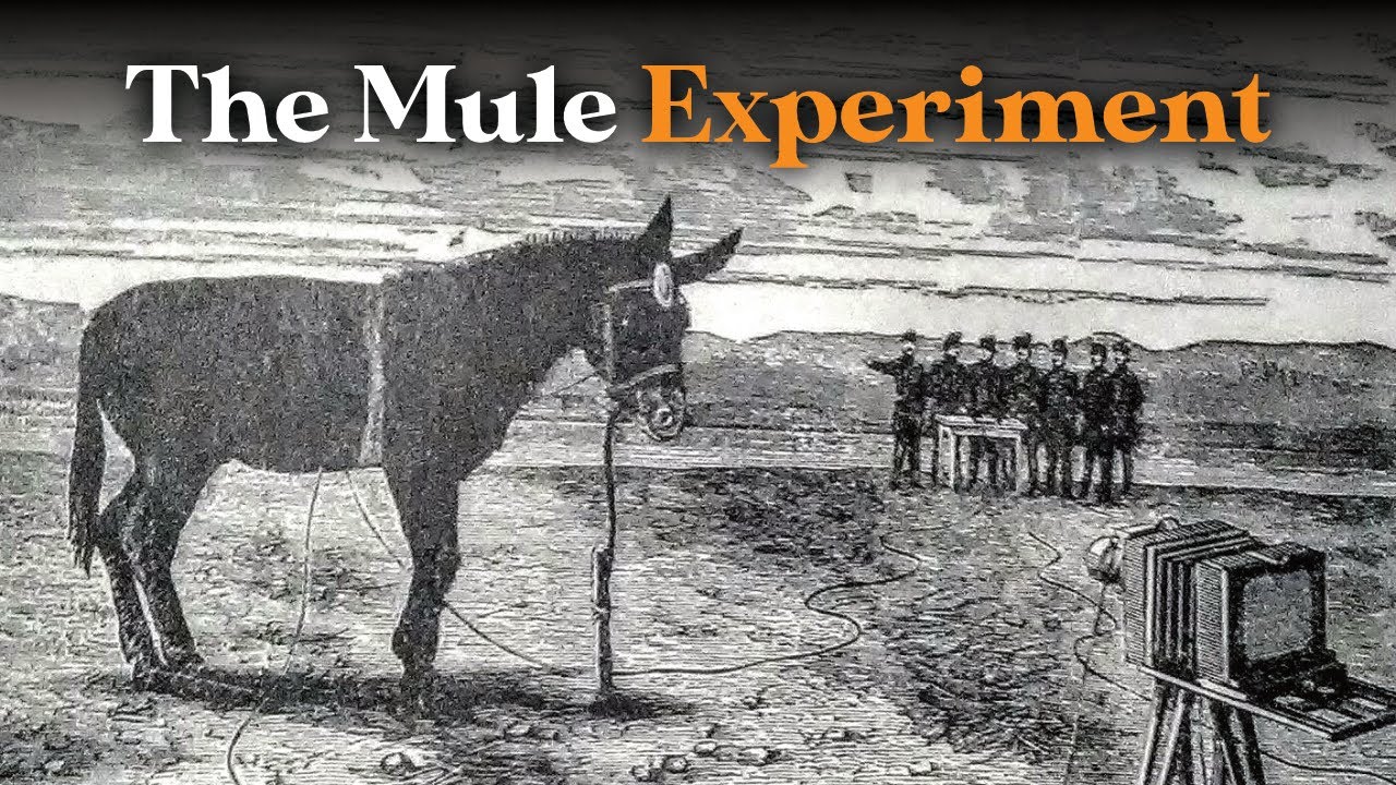 The Absurd Photography Experiment that Blew Up a Mule