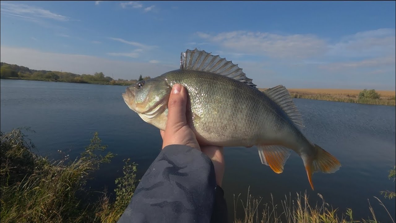 🎣🏆Пошук хижака пройшов вдало! 🎯🐟  Gamakatsu Hana 2 S80MH-Solid.