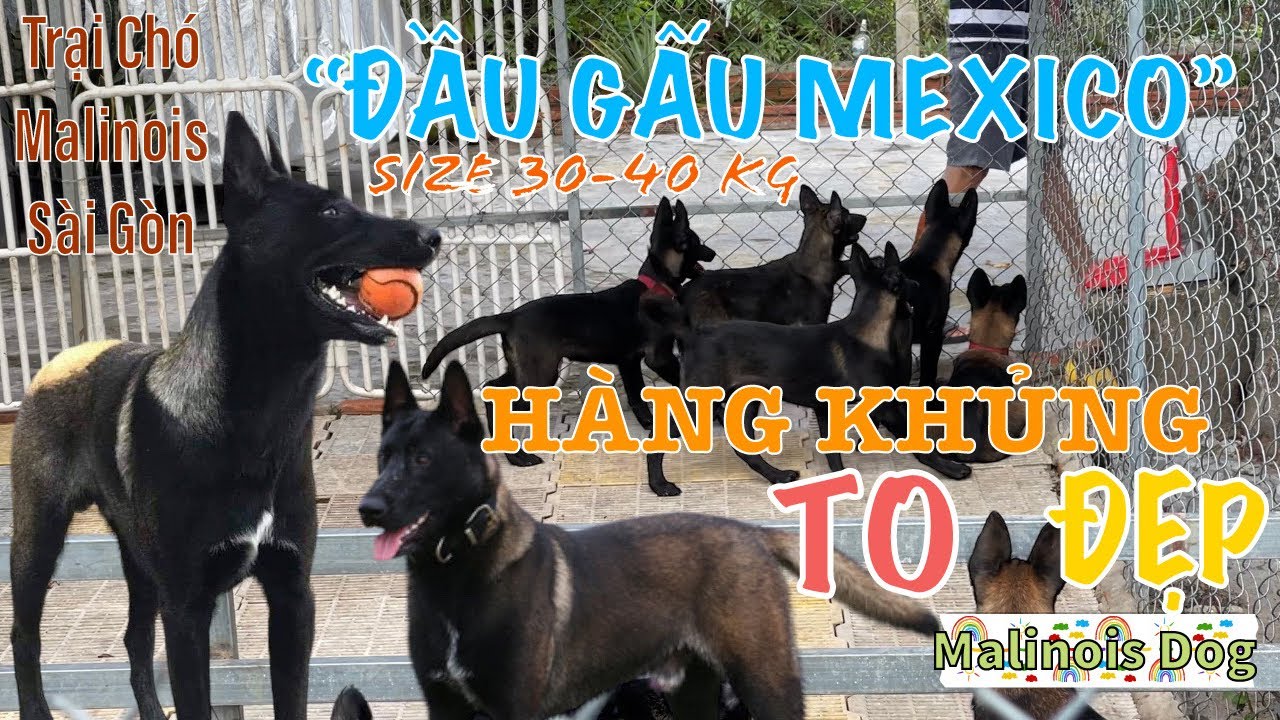 Bán Chó Malinois Thuần Chủng Đẹp Lớn Con Dòng Mexico | Nuôi Canh Gác Bảo Vệ Giá Chỉ Vài Triệu 1 Bé