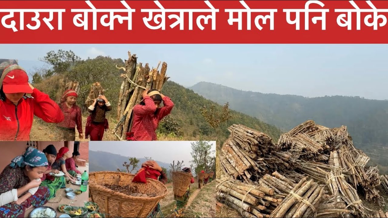 दाउरा बोक्ने खेत्राले मोल बोकननि भ्याए / गाउले जिबान कहिले सुखा पाउदैन / tanahun ghiring jaithumka.