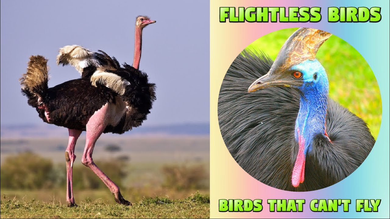 Flightless Birds for Kids  - Birds That Can't Fly #flightlessbird #kidslearning #kiddizoo #birds