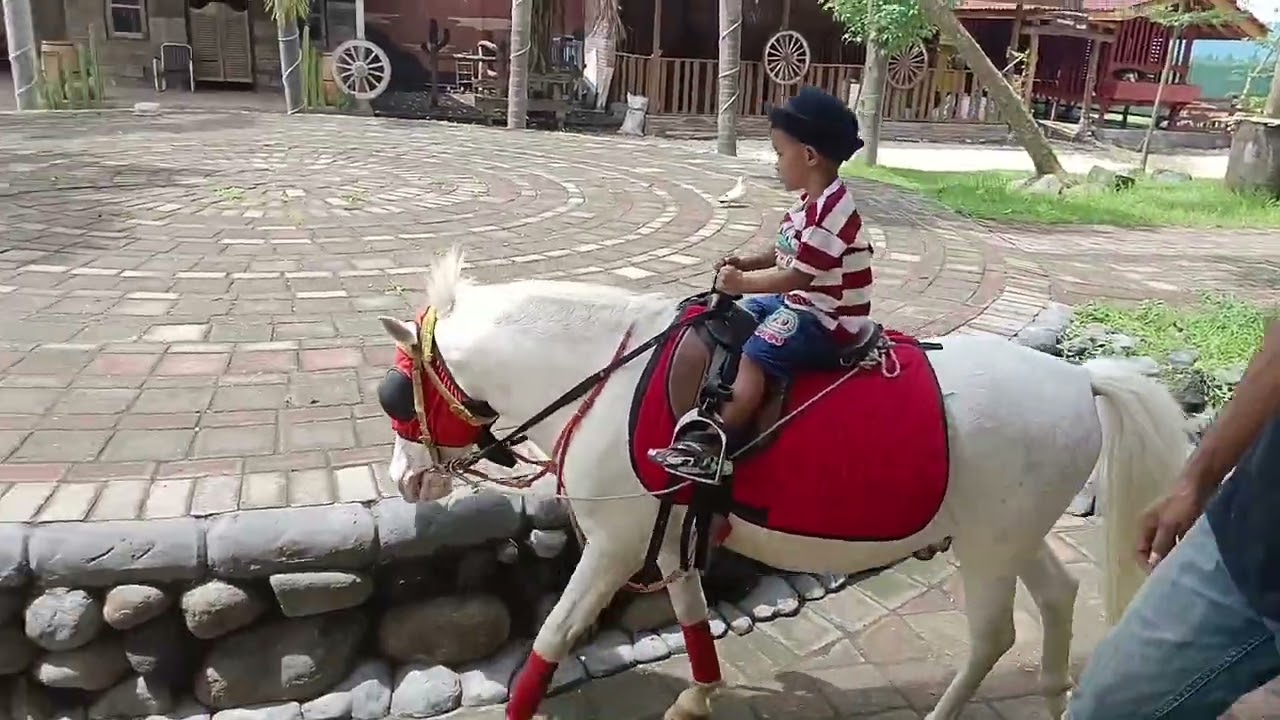 naik kuda poni