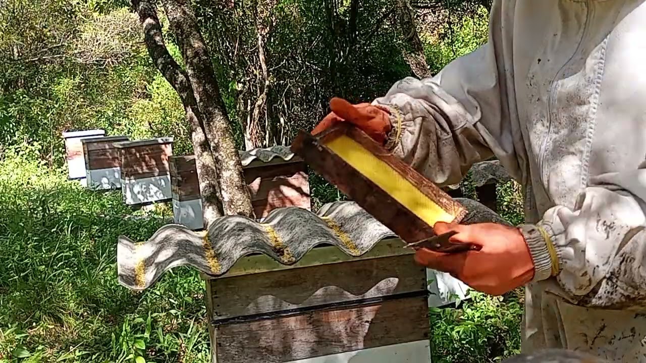 Apiário top da galáxia 