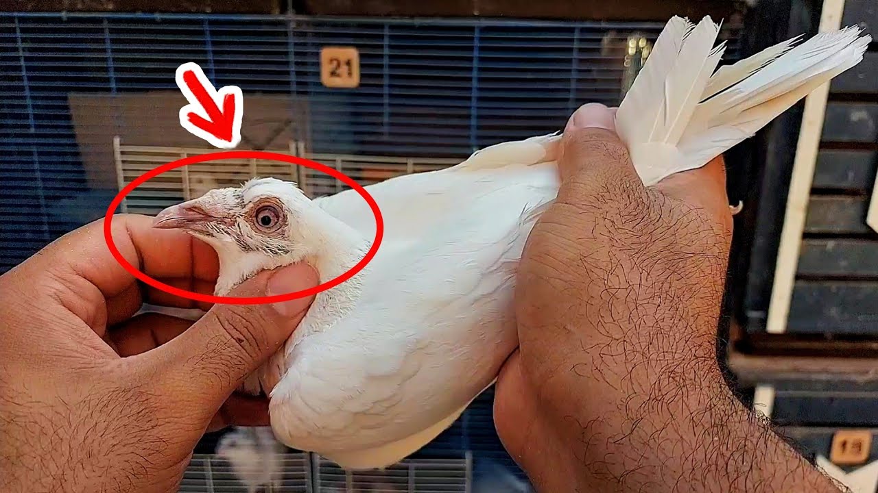 تساقط ريش الحمام ( موسم القلش ) وازاي نتعامل مع الحمام 👍