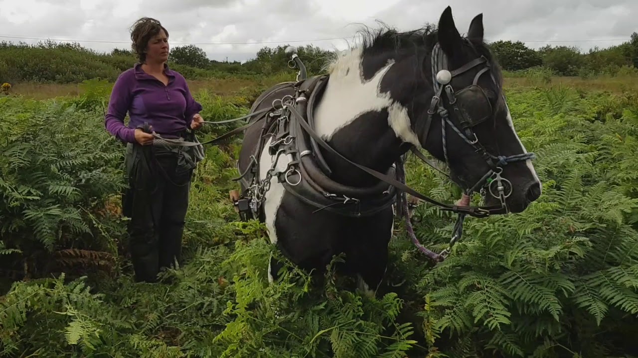 Rowlio Rhedyn / Bracken Rolling