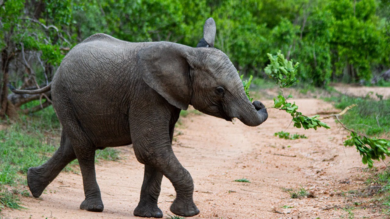 Vet student life (or three weeks of it anyway)