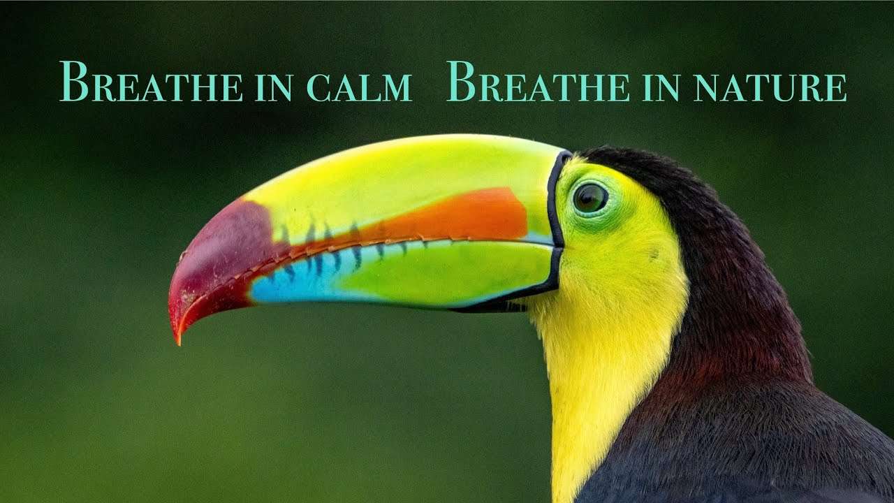 4K Rainforest Toucan – Relaxing Bird Video with Soft Music | Sleep, Study, Relax