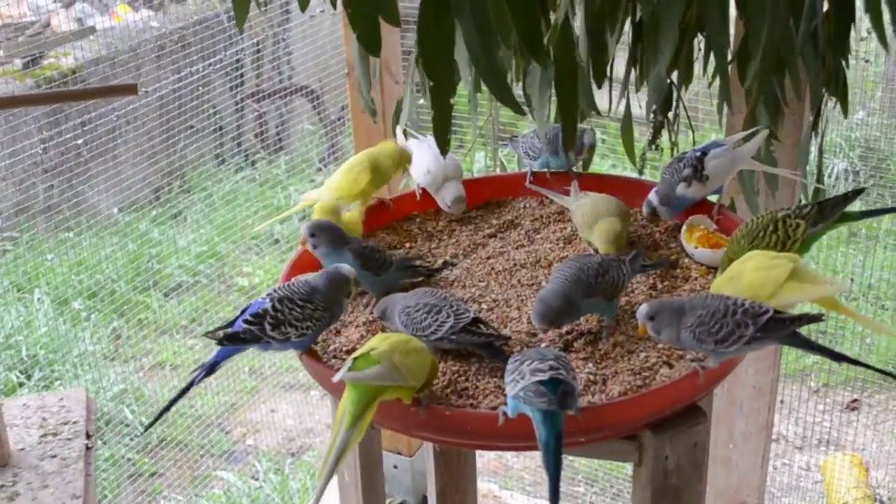 REPAS DE #PERRUCHES ONDULEES - #BUDGIES #SONG