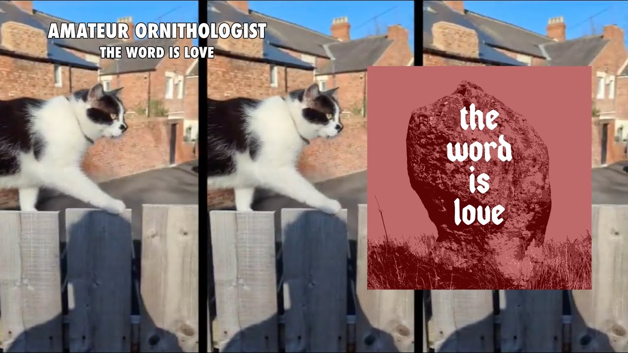 Amateur Ornithologist - The Word is Love (Official music video)