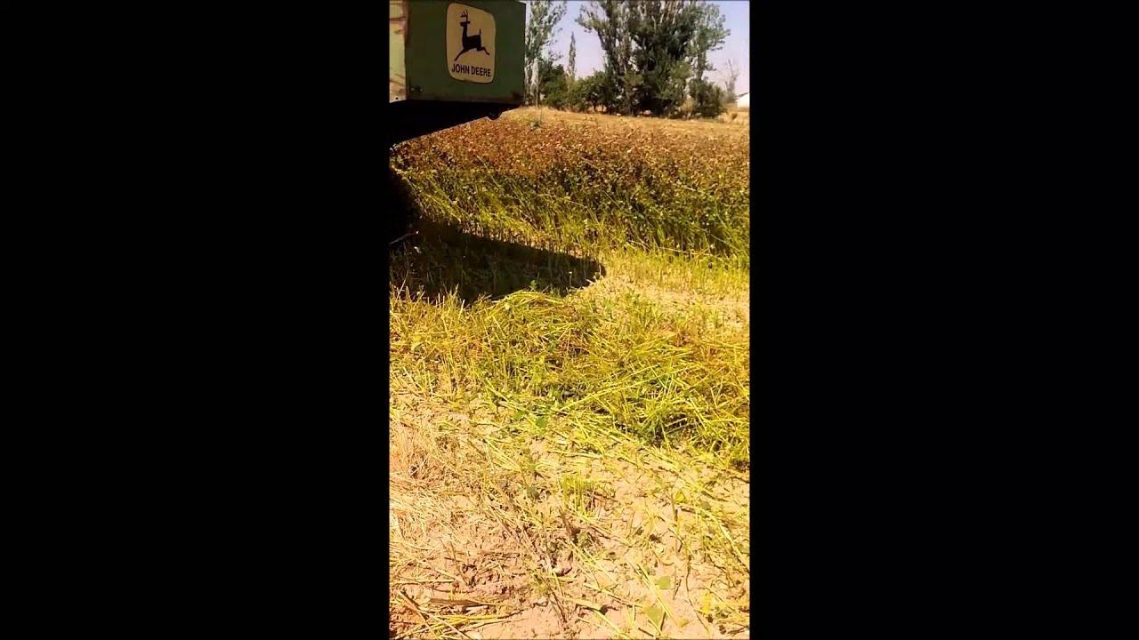 Enstitü Müdürlüğümüzde Kara Buğday Hasatı