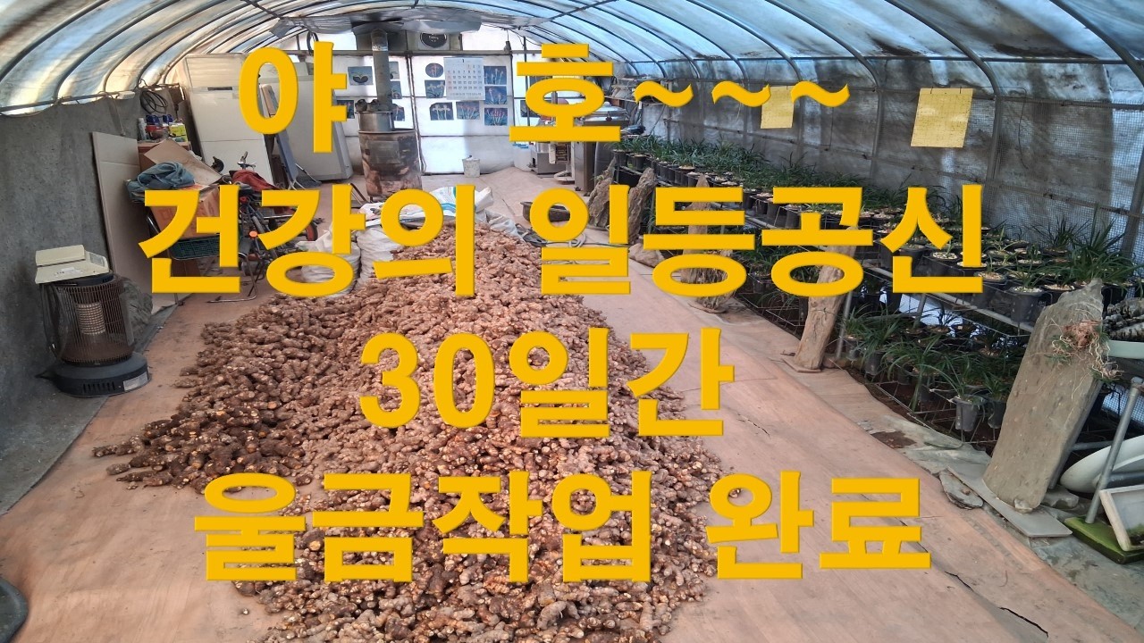 야호~~~건강의 일등공신 30일간 울금작업 완료 