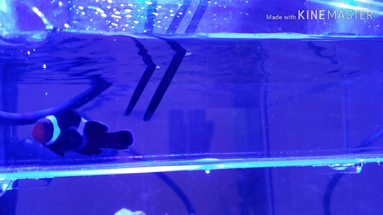 Freshwater dip black clownfish
