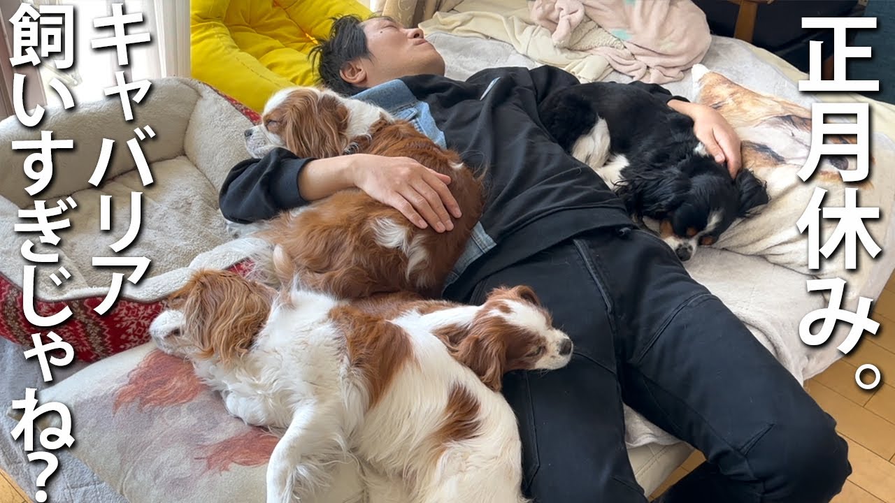 人生初キャバリア犬４匹とのお正月休みも相変わらず