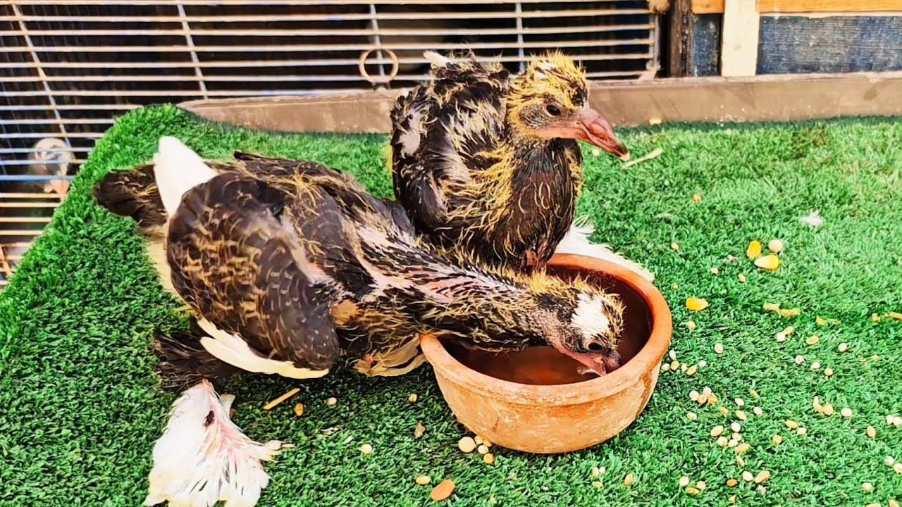 اخدت زغاليل الحمام🕊 وعملت اختراع للتأكيل اليدوي😯😯