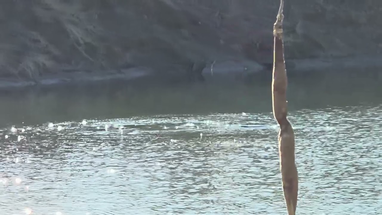 Otters visit beaver lodge 