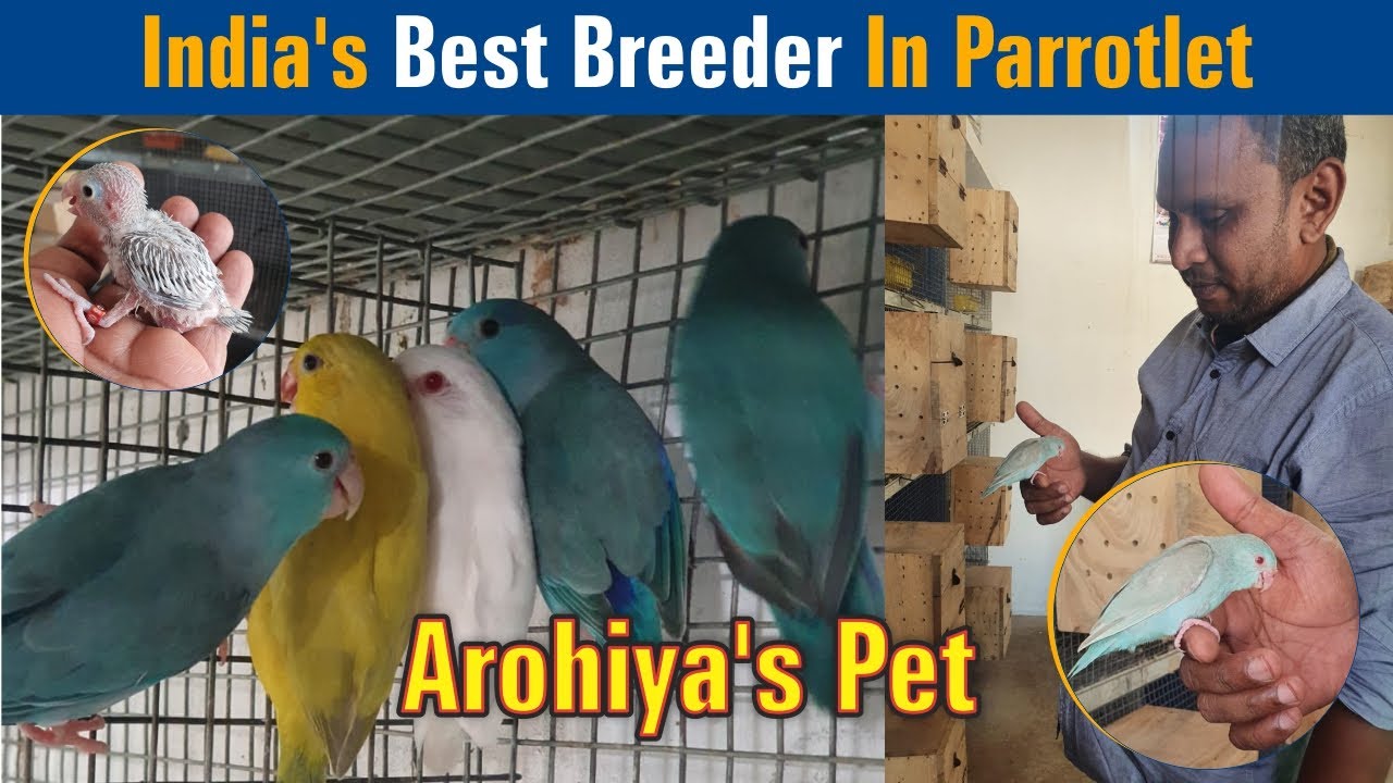 India's Best Breeder In Parrotlet | Dreamer Paul Vlog | Tamil