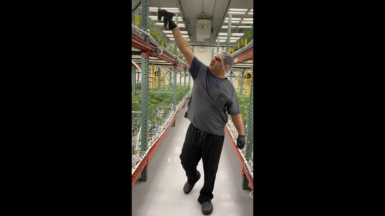 RFID Audit with StashStock's CannaScanner