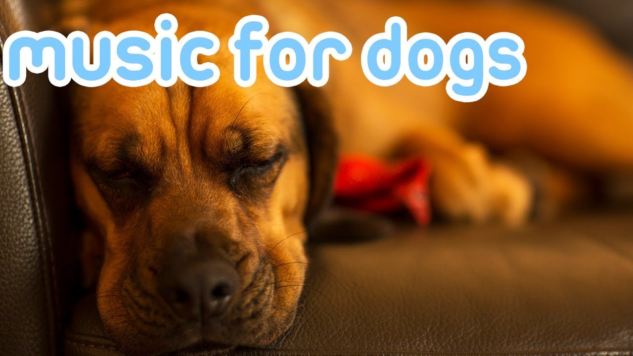 10 HOURS Deep Separation Anxiety Music for Dogs! Chill Your Dog 24/7!