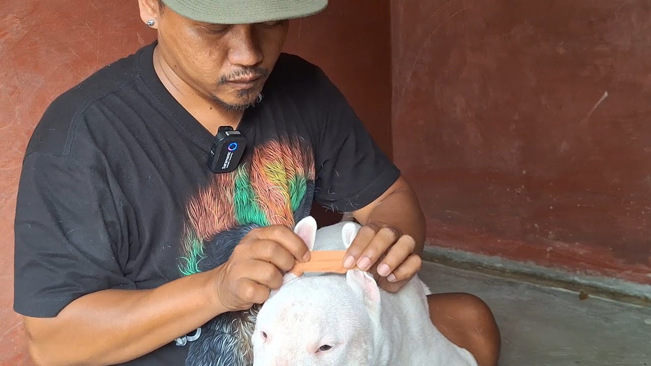 CARA AGAR TELINGA ANJING BULLTERRIER BERDIRI ‼️