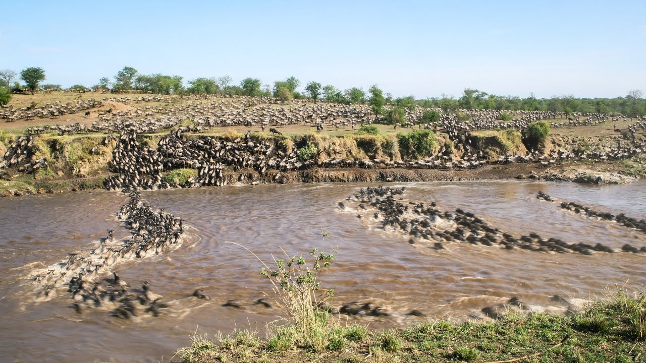 Wildebeest Migration Time-lapse