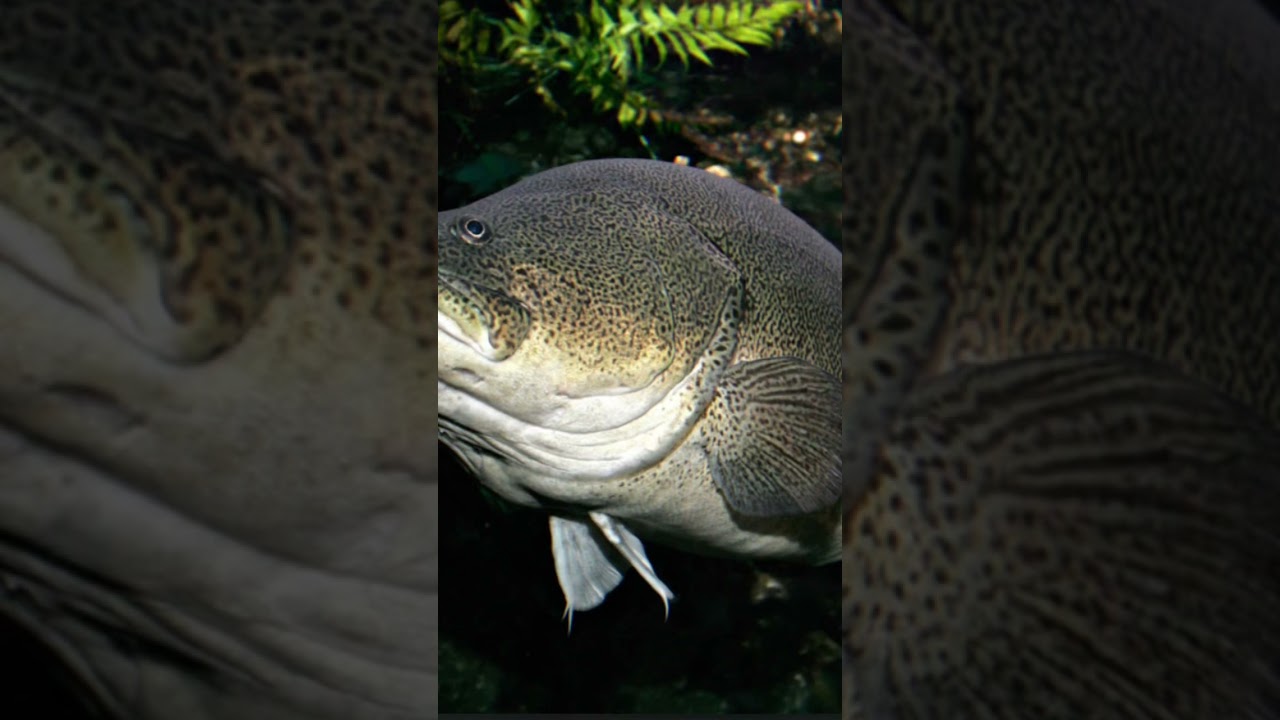 The Biggest Murray Cod ever Caught #shorts #fishing