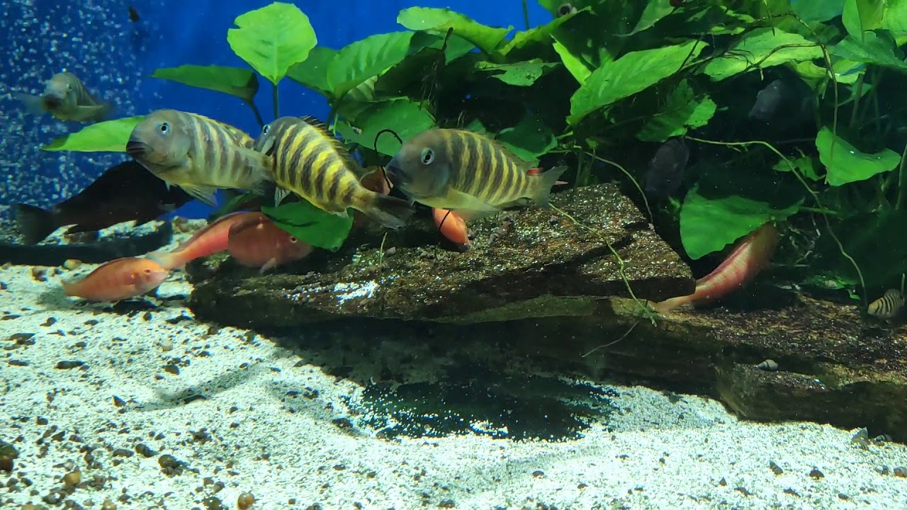 Tropheus Brichardi Bulombora.  Трофеус Буломбора.