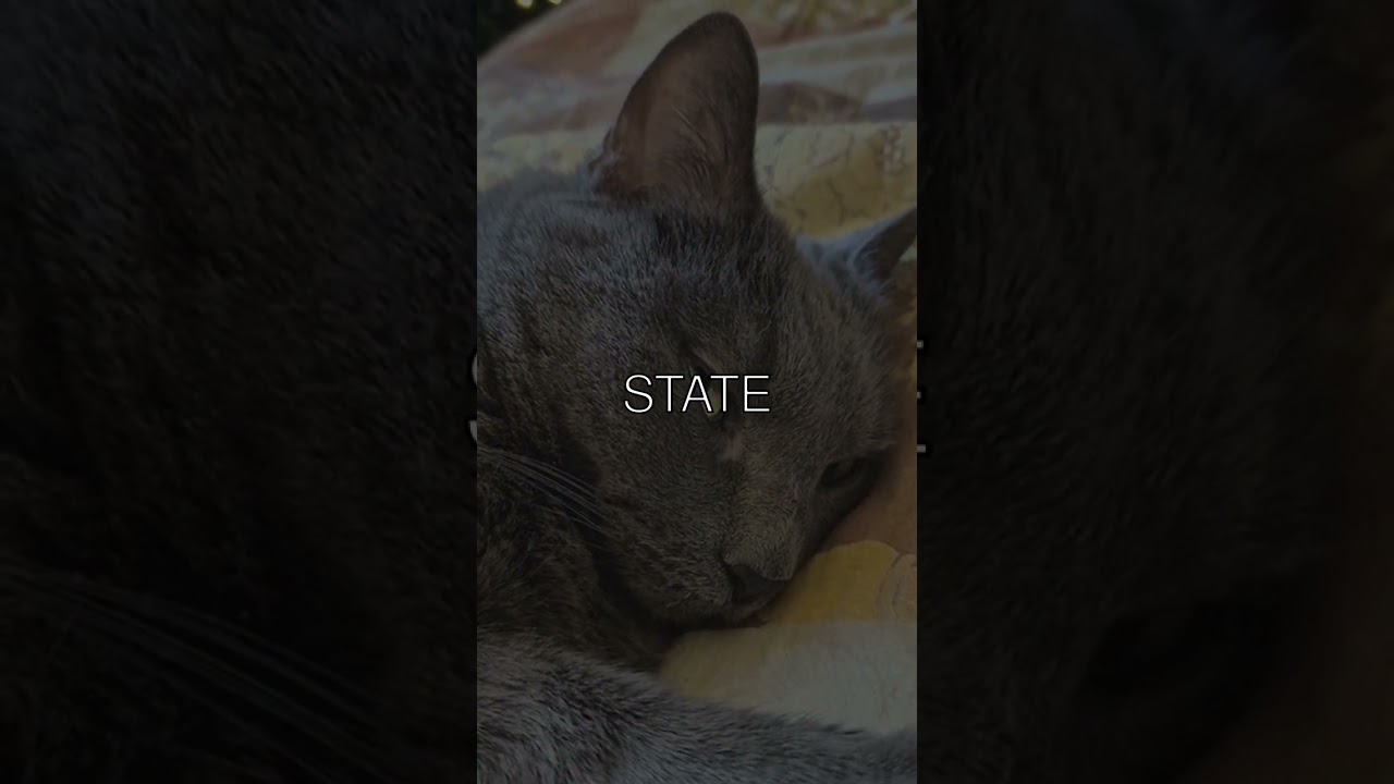 The Great Scratch How Cats Choose Their Perfect Surface Cats are curious creatures and...