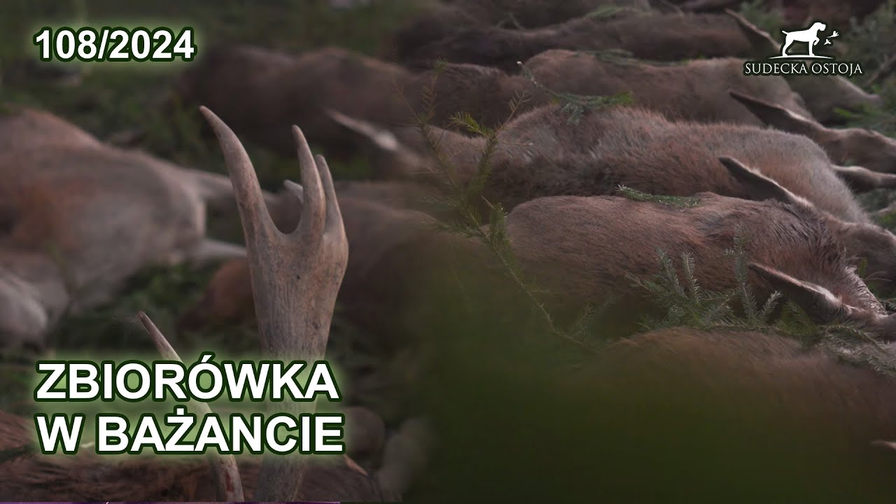 Polowanie na zbiorowe - SUDECKA OSTOJA 108/2024 driven hunt hunting in poland