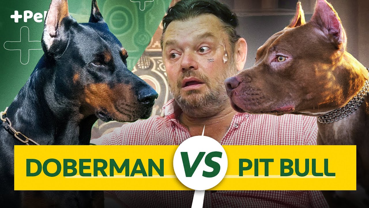 DOBERMAN VS PIT BULL, QUAL É O MELHOR? | CANAL MAIS PET