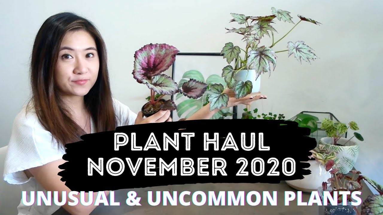 Collective November Plant Haul 2020 | Unusual & Uncommon Houseplants