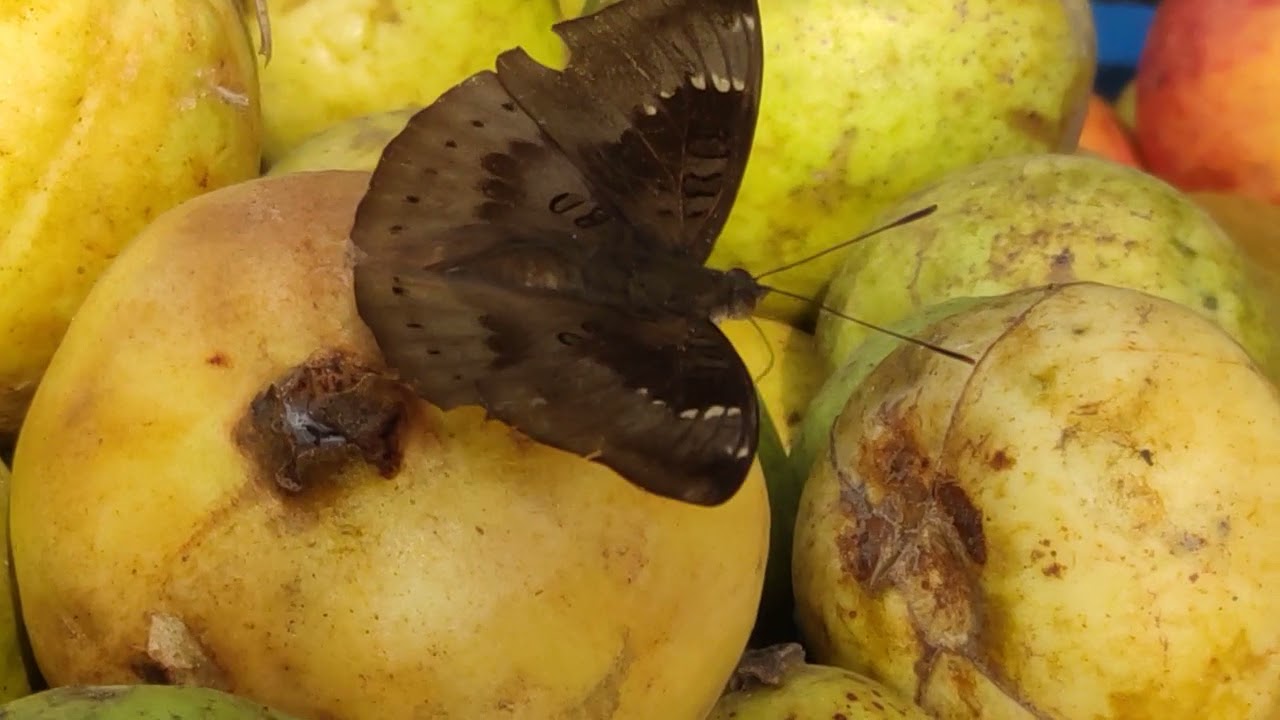 how to butterfly eat fruits