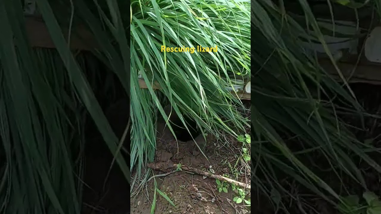 Rescuing Lizard @allinonetv-l8s