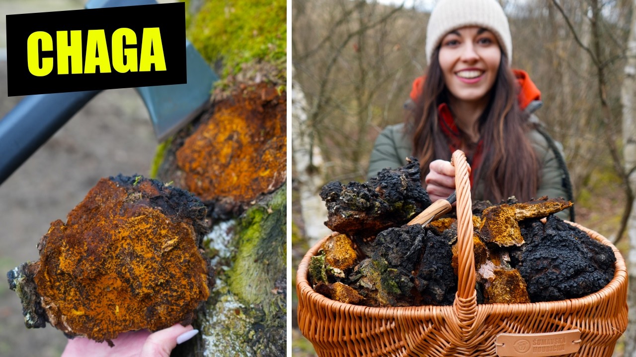 Léčivá houba CHAGA - kompletní návod na sběr