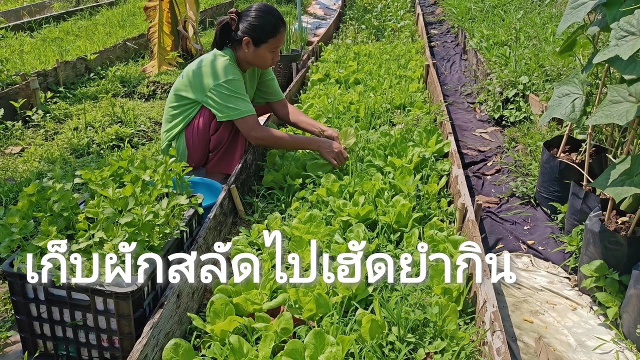 ยำสลัดสดๆจากสวน