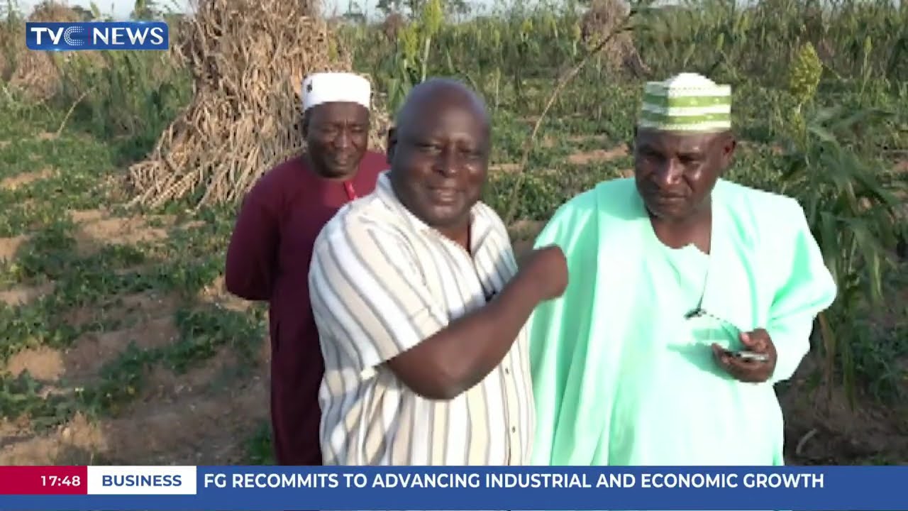Maize Farmers In Saminaka Call For Govt Intervention Amid Drop In Price