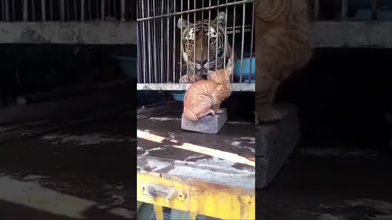 Kedi kaplanı korkutuyor😂