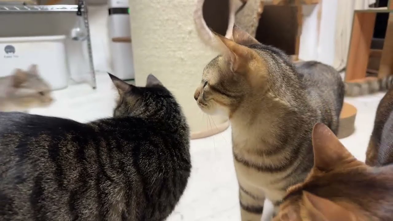 2026.1,9 猫部屋