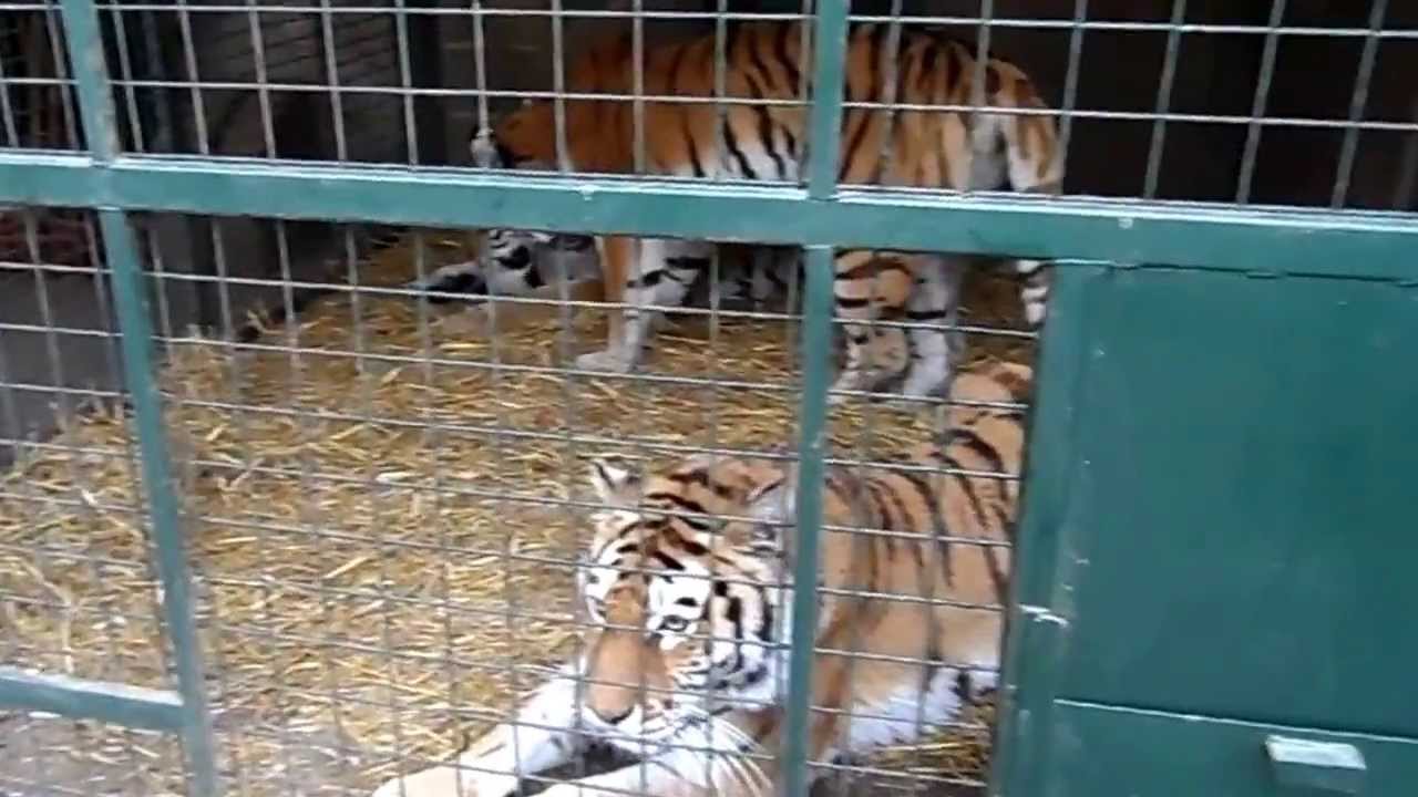 Tiger Feeding Part 1/6