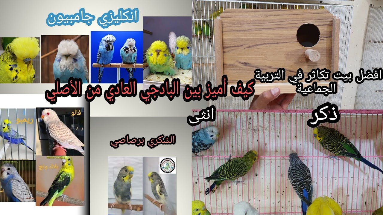 كيف أفرق بين طائر الحب العادي من الأصلي|انواع البادجي في العراق مع الاسعار