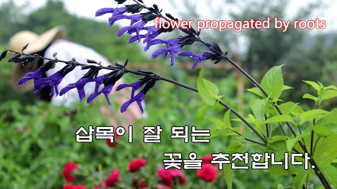 장마때는 삽목을 해요./ 삽목이 잘 되는 꽃들을 추천합니다.