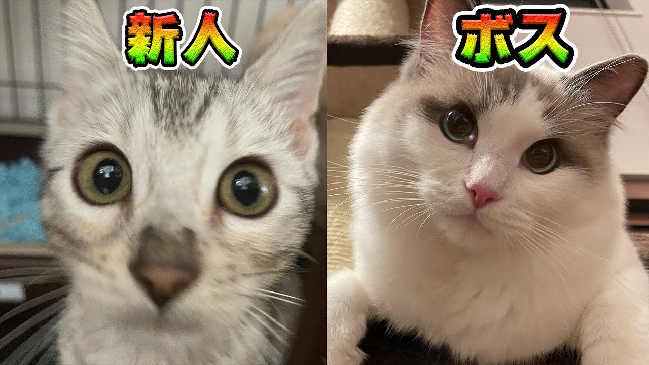 先住猫VS新人猫