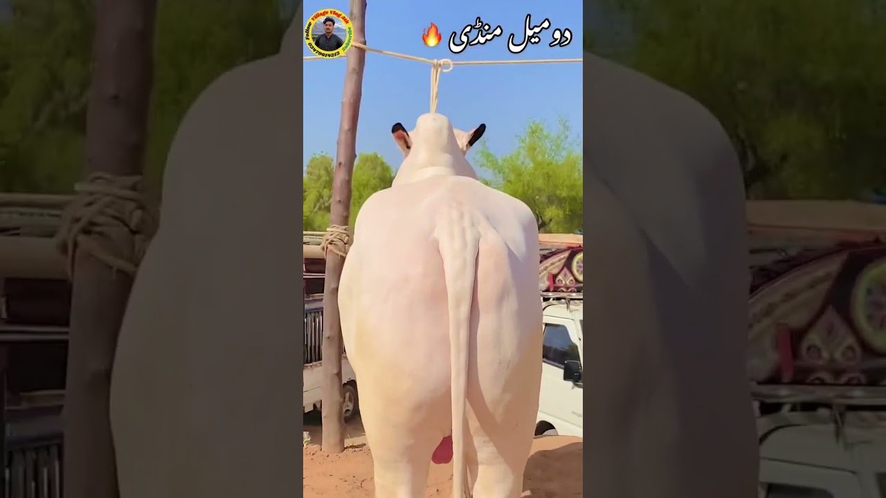 Domail Mondi Qurbani bull