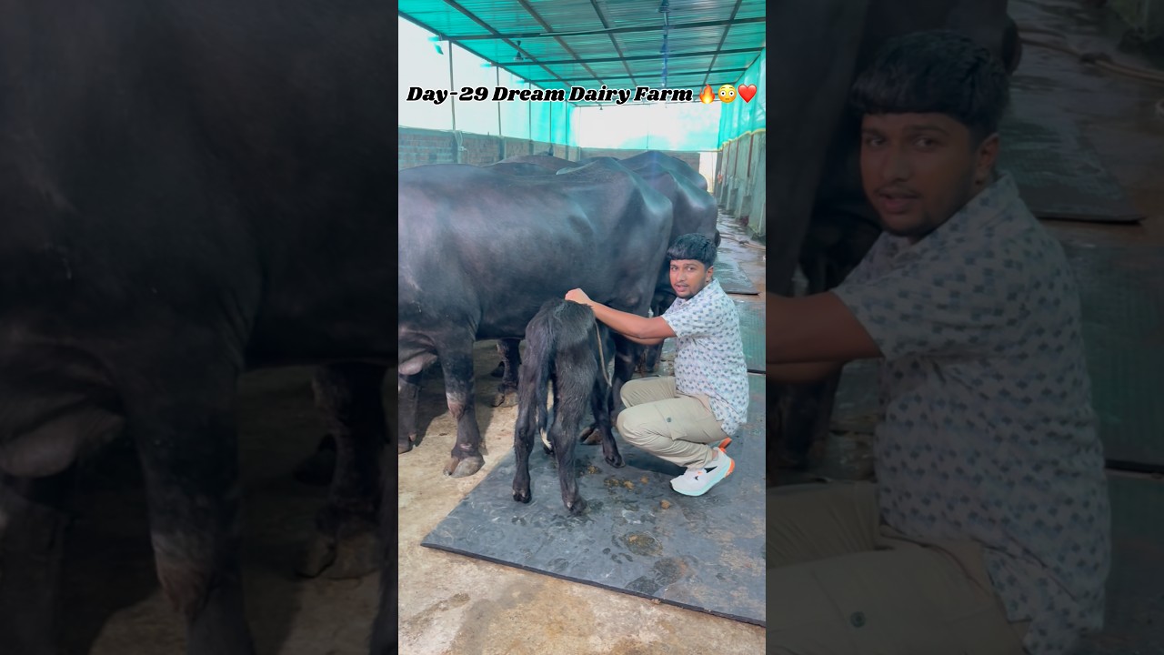 Doodh ko double rate me bech diya 😳❤️🔥 Day-29 Dream Dairy Farm #youtubeshorts #viral #dairyindia