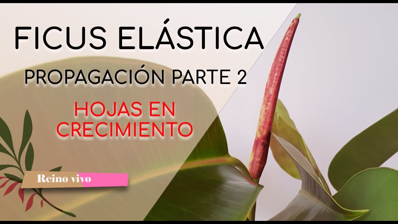 Ficus elástica o gomero. Propagación y esquejes. Hojas en crecimiento. Parte 2