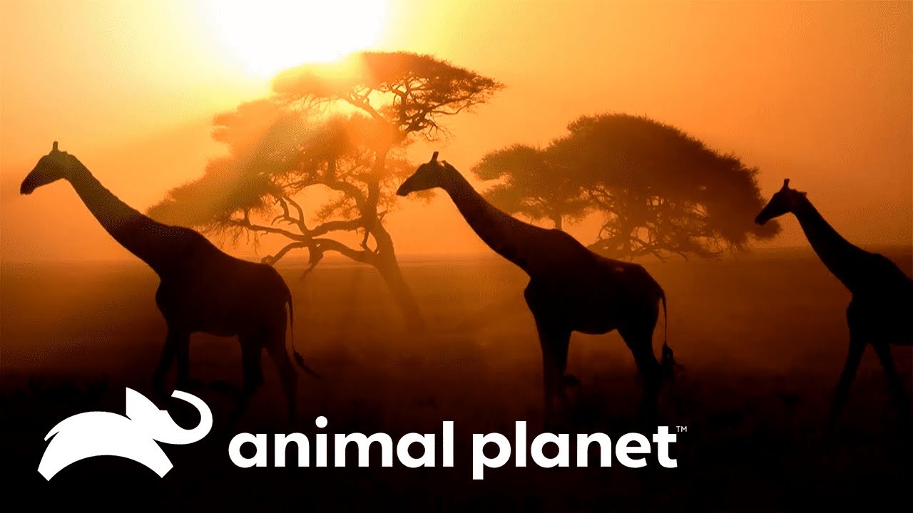 As girafas n&atilde;o s&atilde;o mudas como se acreditava | O Incr&iacute;vel Mundo Animal | Animal Planet Brasil