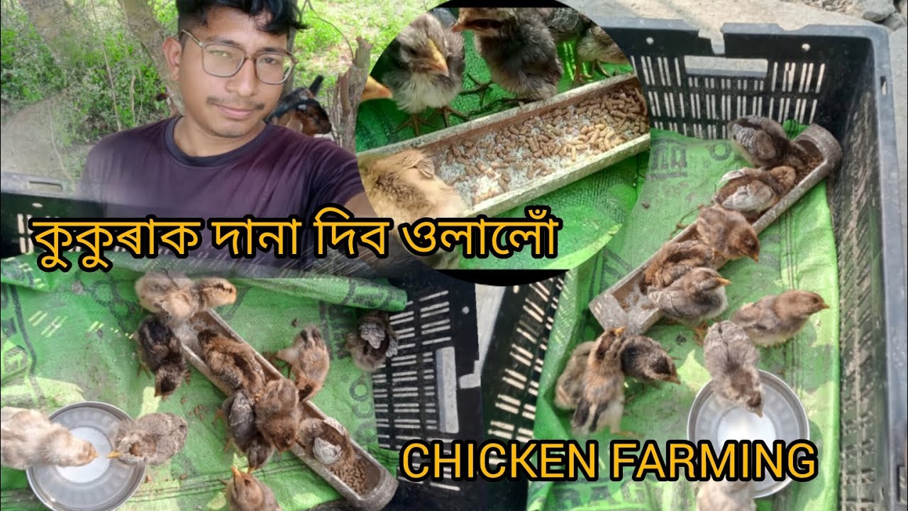 CHICKEN FARMING #hirak111 #farming #goatfarming #chikenfarming #chicken#12