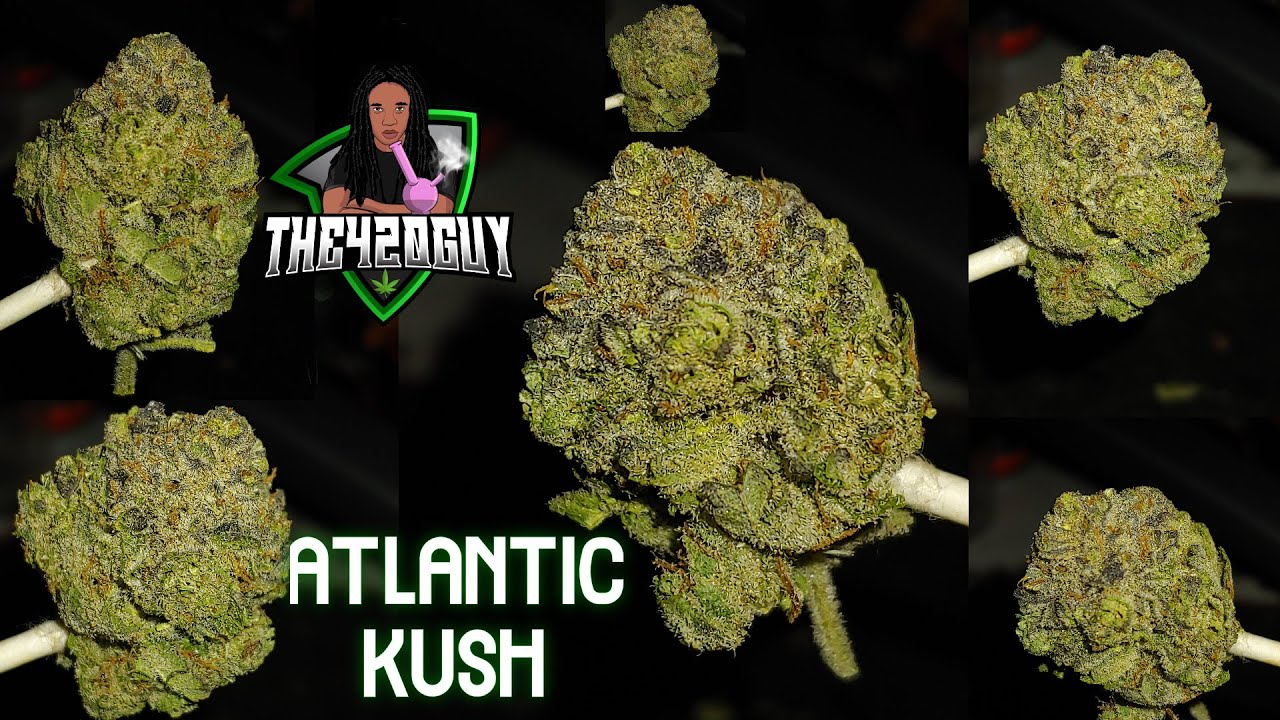 Atlantic Kush - Bold Cultivation - Arkansas Medical Marijuana Review(The420Guy)