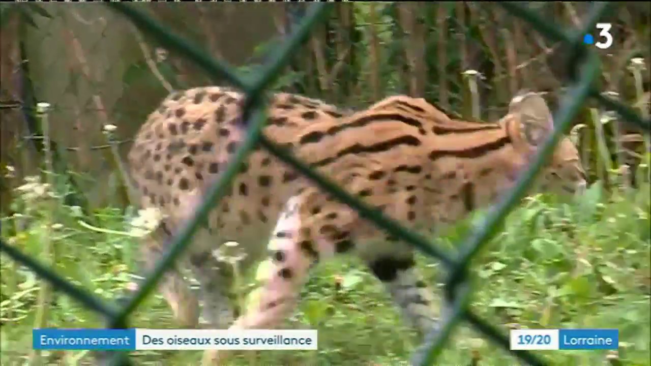 ONCFS la  lutte contre les trafics d'animaux